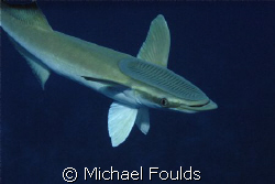 Large Remora by Michael Foulds 